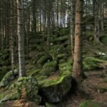 moss covered rocks and trees in a forest